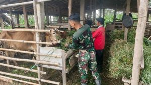 ‎Kisah Hangat Satgas TMMD Memberi Pakan Demi Sapi Tetap Sehat
