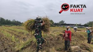 Di Antara Gemuruh Cangkul dan Derap Sepatu Loreng, Babinsa Menjadi Penjaga Padi dan Harapan