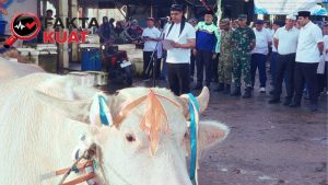 Kerbau Bule Diarak 1 Kilometer, Jadi Magnet Baru Lomban Syawalan Jepara 2026