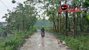 Pohon Tumbang Tutup Jalan Penghubung Bogorejo-Gembol, Polisi Bersama BPBD Gerak Cepat Lakukan Evakuasi