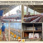 Perkuat Ketahanan Pangan, Pemdes Randurejo Kembangkan Budidaya Ayam Petelur dan Pedaging