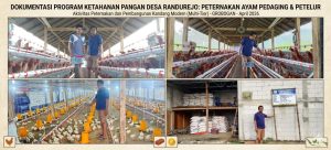 Perkuat Ketahanan Pangan, Pemdes Randurejo Kembangkan Budidaya Ayam Petelur dan Pedaging