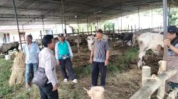 Berkah Hari Raya Idul Adha, Peternak Sapi Banjir Pesanan