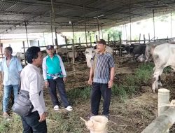 Berkah Hari Raya Idul Adha, Peternak Sapi Banjir Pesanan