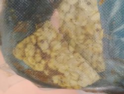 Diduga Langgar Standar MBG, Siswa SDN 013 Tembilahan Terima Ikan Lele Mentah dan Tempe Belum Dimasak