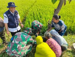 500 Pohon Buah Ditanam TMMD Kodim 0725/Sragen untuk Masa Depan Desa