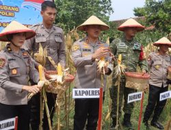 Polres Demak Ikuti Panen Raya Jagung Serentak Nasional Dipimpin Presiden Prabowo