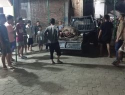 Kerbau Kurban Lepas di Kudus, Seruduk 2 Pemotor hingga Dilumpuhkan Polisi