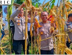Sokong Swasembada Pangan, Polres Kuningan Tinjau Langsung Lahan Pertanian Jagung