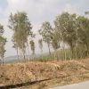 Wakil Ketua DPP LSM GANI Jawa Tengah Soroti, Program Perhutanan Sosial Prioritaskan Kelestarian Hutan Alam & Kesejahteraan Untuk Masyarakat