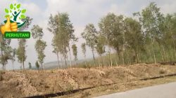 Wakil Ketua DPP LSM GANI Jawa Tengah Soroti, Program Perhutanan Sosial Prioritaskan Kelestarian Hutan Alam & Kesejahteraan Untuk Masyarakat