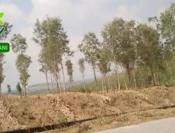 Wakil Ketua DPP LSM GANI Jawa Tengah Soroti, Program Perhutanan Sosial Prioritaskan Kelestarian Hutan Alam & Kesejahteraan Untuk Masyarakat