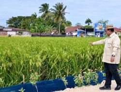 Pertanian Modern Jadi Kunci Swasembada, Presiden Prabowo Optimistis Indonesia Menuju Lumbung Pangan Dunia