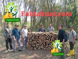 Perum Perhutani KPH Semarang Lakukan Monitoring Tebang Kayu Gamal Pastikan Penuhi Kontrak Untuk PT RPI