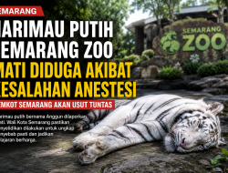 Kematian Harimau Putih Anggun di Semarang Zoo Jadi Sorotan, Pemkot Usut Dugaan Kesalahan Anestesi