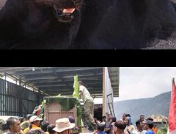 Polresta Batang Bergerak Cepat Evakuasi Macan Kumbang Terluka yang Mangsa Ternak Warga‼️