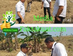 Adminitrastur/ KKPH Telawa Sikapi Musim Kemarau Panjang Lakukan Cek Tanaman Tahun 2025 Bersama LMDH