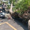 Pohon Soga Tumbang di Pandanaran, Wali Kota Semarang Agustina Sampaikan Duka dan Instruksikan Evaluasi Total