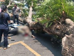 Pohon Soga Tumbang di Pandanaran, Wali Kota Semarang Agustina Sampaikan Duka dan Instruksikan Evaluasi Total